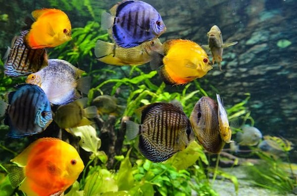 What's the Best Method for Introducing New Fish to a Tropical Aquarium?
